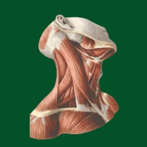 KURS ANATOMIA I FIZJOLOGIA  W PRAKTYCE MASAŻYSTY