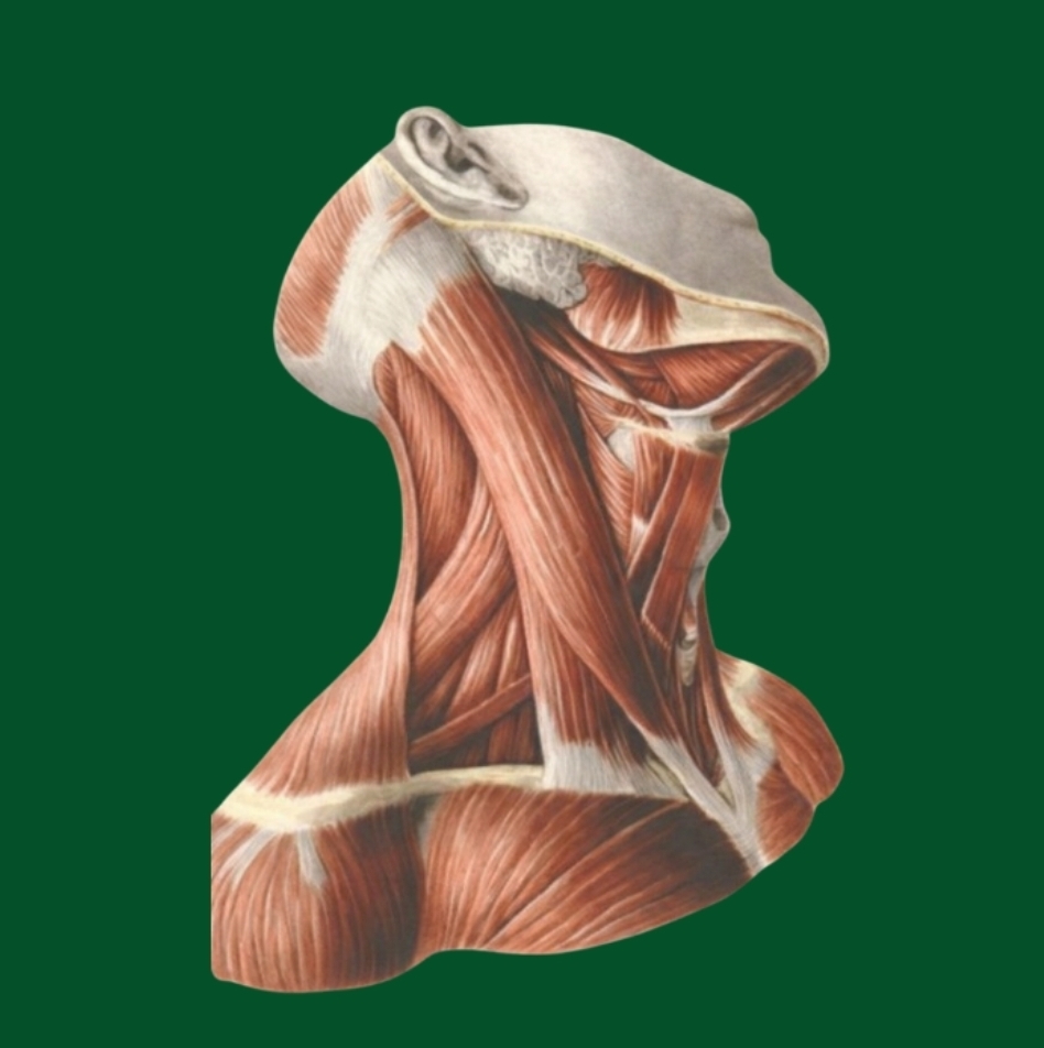 ANATOMIA I FIZJOLOGIA W PRAKTYCE MASAŻYSTY KURS ANATOMIA I FIZJOLOGIA W PRAKTYCE MASAŻYSTY